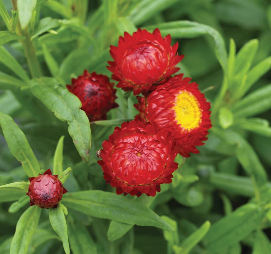 Heirloom Non-GMO Red Strawflower Seeds for Dried Floral Arrangements and Garden Planting for planting in home garden